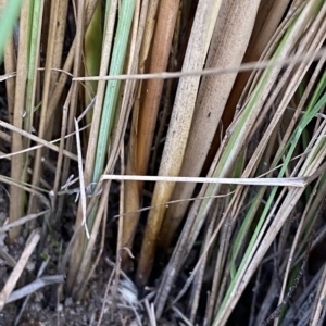 Juncus sarophorus at O'Malley, ACT - 7 Feb 2023