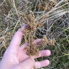 Juncus sarophorus at O'Malley, ACT - 7 Feb 2023