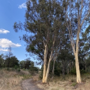 Eucalyptus mannifera at Mount Mugga Mugga - 7 Feb 2023 05:57 PM