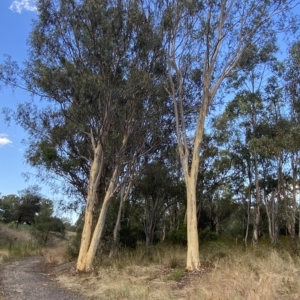 Eucalyptus mannifera at Mount Mugga Mugga - 7 Feb 2023 05:57 PM