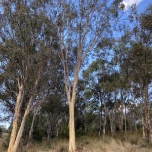 Eucalyptus mannifera at Mount Mugga Mugga - 7 Feb 2023 05:57 PM