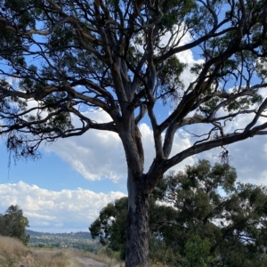 Eucalyptus polyanthemos at Isaacs Ridge - 7 Feb 2023