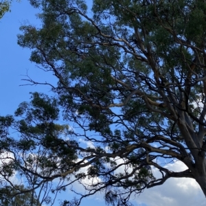 Eucalyptus polyanthemos at Isaacs Ridge - 7 Feb 2023