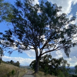 Eucalyptus polyanthemos at Isaacs Ridge - 7 Feb 2023