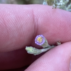 Vittadinia gracilis at Isaacs, ACT - 7 Feb 2023