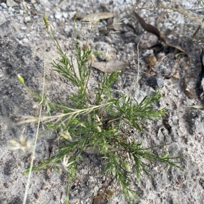 Vittadinia muelleri (Narrow-leafed New Holland Daisy) at Isaacs, ACT - 7 Feb 2023 by Tapirlord