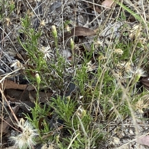 Vittadinia muelleri at Isaacs, ACT - 7 Feb 2023