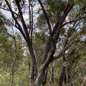 Eucalyptus bridgesiana at Isaacs, ACT - 7 Feb 2023