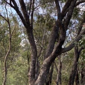 Eucalyptus bridgesiana at Isaacs Ridge and Nearby - 7 Feb 2023 05:50 PM