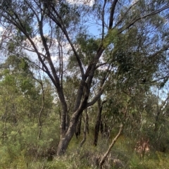 Eucalyptus bridgesiana at Isaacs Ridge and Nearby - 7 Feb 2023 05:50 PM