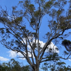 Eucalyptus melliodora at Isaacs Ridge - 7 Feb 2023