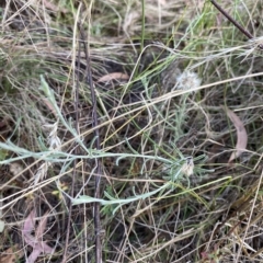 Vittadinia gracilis (New Holland Daisy) at Isaacs Ridge - 7 Feb 2023 by Tapirlord