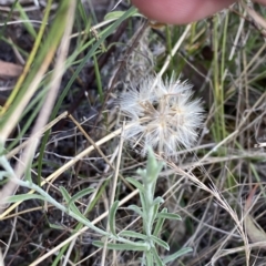 Vittadinia gracilis at Isaacs, ACT - 7 Feb 2023