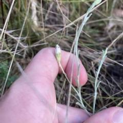 Vittadinia gracilis at Isaacs, ACT - 7 Feb 2023