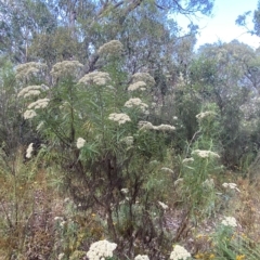 Cassinia longifolia (Shiny Cassinia, Cauliflower Bush) at Isaacs, ACT - 7 Feb 2023 by Tapirlord