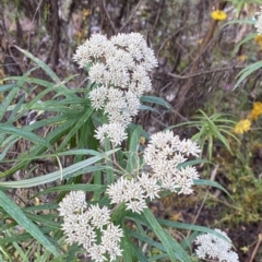 Cassinia longifolia at Isaacs, ACT - 7 Feb 2023 05:48 PM