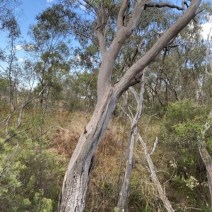 Eucalyptus blakelyi at Isaacs, ACT - 7 Feb 2023 05:47 PM