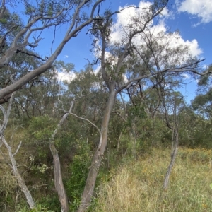 Eucalyptus blakelyi at Isaacs, ACT - 7 Feb 2023 05:47 PM