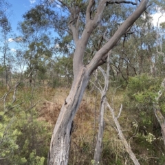 Eucalyptus blakelyi at Isaacs, ACT - 7 Feb 2023 05:47 PM