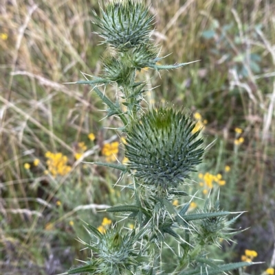 Cirsium vulgare (Spear Thistle) at Isaacs Ridge - 7 Feb 2023 by Tapirlord