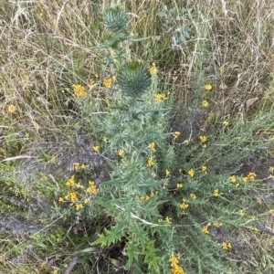 Cirsium vulgare at Isaacs, ACT - 7 Feb 2023