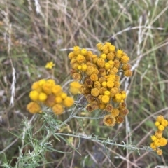 Chrysocephalum semipapposum (Clustered Everlasting) at Isaacs, ACT - 7 Feb 2023 by Tapirlord