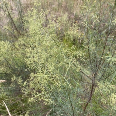 Cassinia quinquefaria (Rosemary Cassinia) at Isaacs Ridge - 7 Feb 2023 by Tapirlord