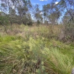 Cassinia quinquefaria at Isaacs, ACT - 7 Feb 2023