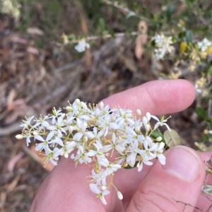 Bursaria spinosa subsp. lasiophylla at O'Malley, ACT - 7 Feb 2023 05:43 PM