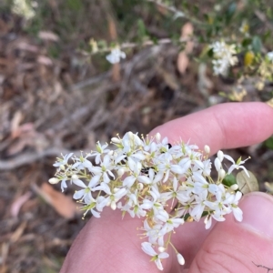 Bursaria spinosa subsp. lasiophylla at O'Malley, ACT - 7 Feb 2023 05:43 PM