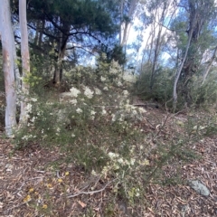 Bursaria spinosa subsp. lasiophylla at O'Malley, ACT - 7 Feb 2023 05:43 PM