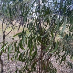 Acacia implexa at O'Malley, ACT - 7 Feb 2023