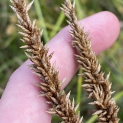 Carex appressa (Tall Sedge) at Isaacs Ridge - 7 Feb 2023 by Tapirlord