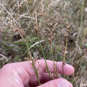 Juncus subsecundus at O'Malley, ACT - 7 Feb 2023