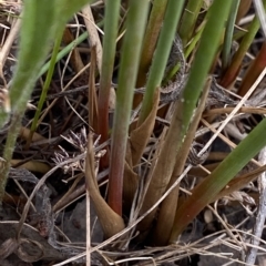 Juncus subsecundus at O'Malley, ACT - 7 Feb 2023