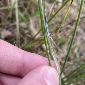 Juncus subsecundus at O'Malley, ACT - 7 Feb 2023