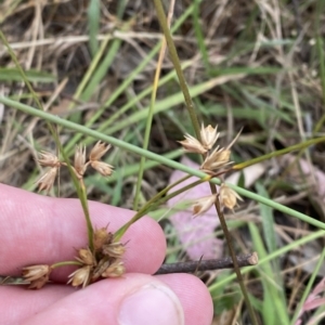 Juncus homalocaulis at O'Malley, ACT - 7 Feb 2023