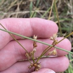 Juncus homalocaulis at O'Malley, ACT - 7 Feb 2023