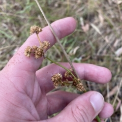 Juncus vaginatus (Clustered Rush) at O'Malley, ACT - 7 Feb 2023 by Tapirlord