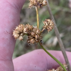 Juncus vaginatus at O'Malley, ACT - 7 Feb 2023