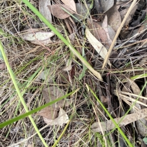 Juncus vaginatus at O'Malley, ACT - 7 Feb 2023