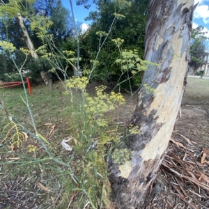 Foeniculum vulgare at O'Malley, ACT - 7 Feb 2023