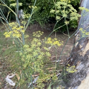 Foeniculum vulgare at O'Malley, ACT - 7 Feb 2023 05:33 PM