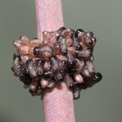 Paropsis atomaria (Eucalyptus leaf beetle) at Belconnen, ACT - 23 Feb 2023 by AlisonMilton