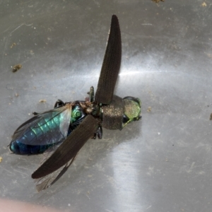 Melobasis sp. (genus) at Weetangera, ACT - 24 Feb 2023