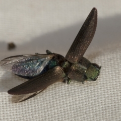 Melobasis sp. (genus) at Weetangera, ACT - 24 Feb 2023