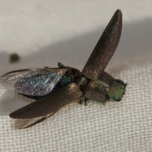 Melobasis sp. (genus) at Weetangera, ACT - 24 Feb 2023