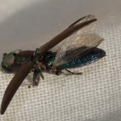 Melobasis sp. (genus) at Weetangera, ACT - 24 Feb 2023