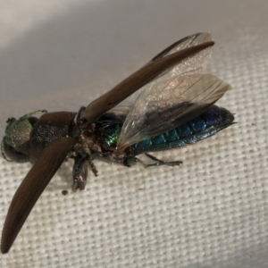 Melobasis sp. (genus) at Weetangera, ACT - 24 Feb 2023