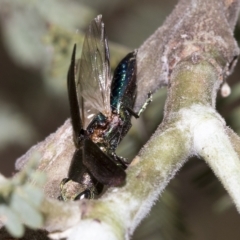 Melobasis sp. (genus) at Weetangera, ACT - 24 Feb 2023